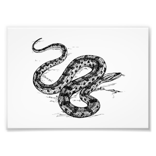 Anaconda Photo Print (Front)