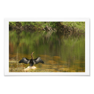Anahinga Drying its Wings Photo Print