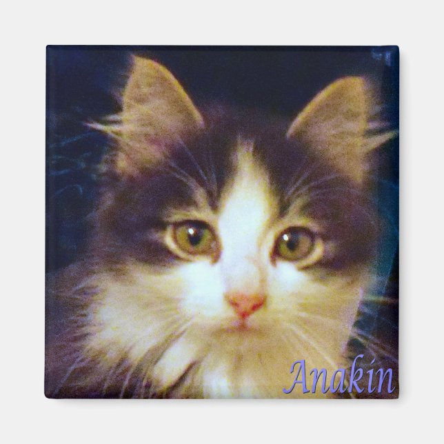 Anakin Two Legged Cat, Cute Kitten Square Magnet (Front)