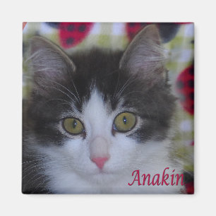 Anakin Two Legged Cat Ladybugs Kitten Magnet