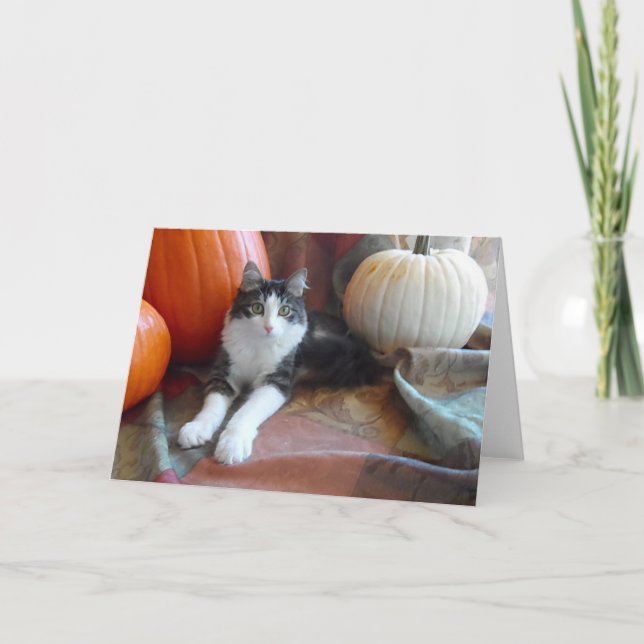 Anakin Two Legged Cat & Pumpkins Fall Cat Card (Front)