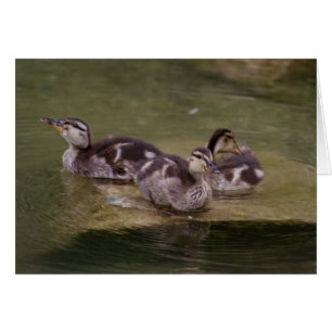 Anas platyrhynchos