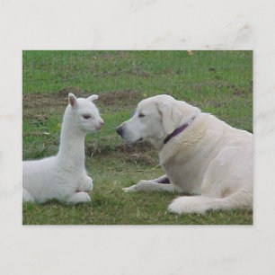 Anatolian shepherd and alpaca baby postcard