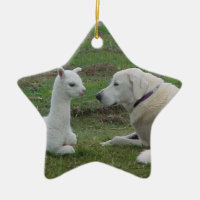 Anatolian Shepherd and Alpaca Cria