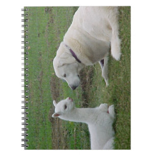 Anatolian Shepherd and Alpaca Cria Spiral Notebook