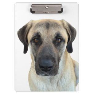 Anatolian Shepherd Clipboard