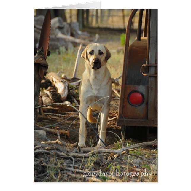 Anatolian Shepherd Dog (Front)