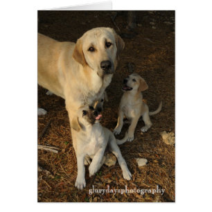 Anatolian Shepherd dog and pups