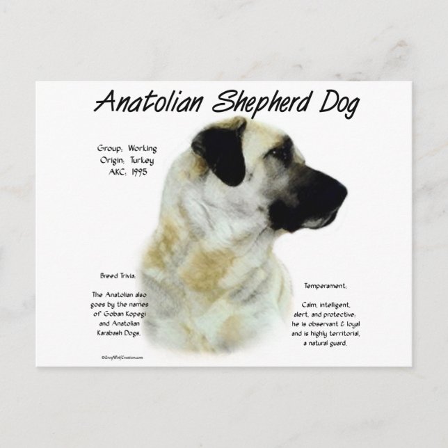 Anatolian Shepherd Dog History  Postcard (Front)