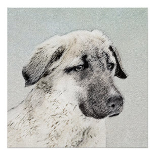 Anatolian Shepherd Painting - Original Dog Art Poster