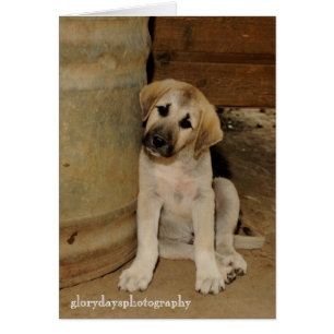 Anatolian Shepherd Puppy