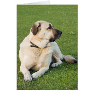Anatolian Shepherd Relaxing in Grass