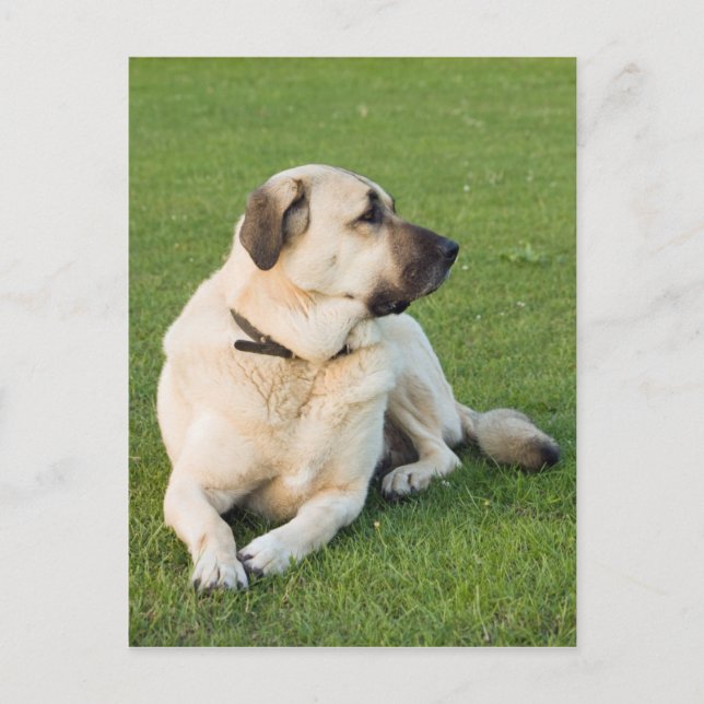 Anatolian Shepherd Relaxing in Grass Postcard (Front)