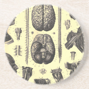 Anatomical Brain and More Coaster