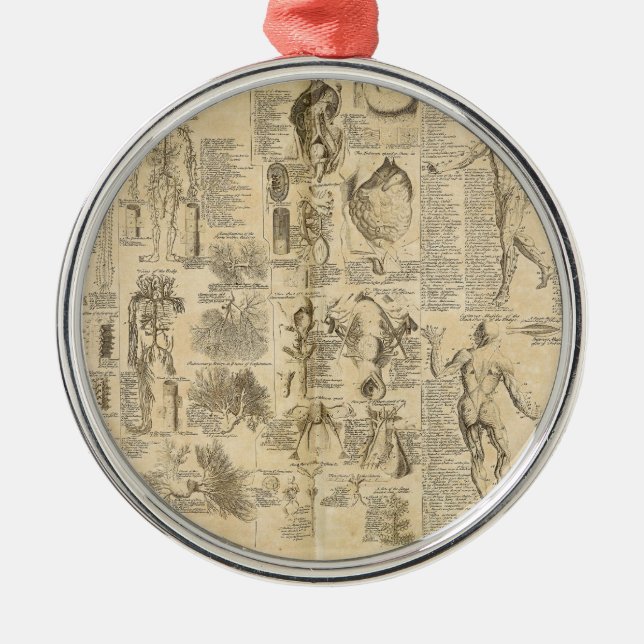 Anatomical Chart from Cyclopaedia 1728 Metal Tree Decoration (Front)