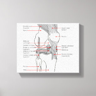 Anatomical Diagram human right knee joint Canvas Print