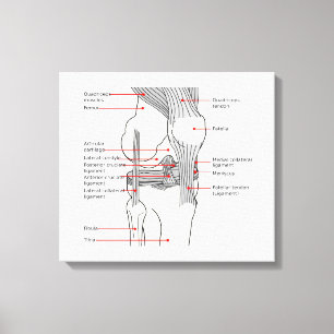 Anatomical Diagram human right knee joint Canvas Print