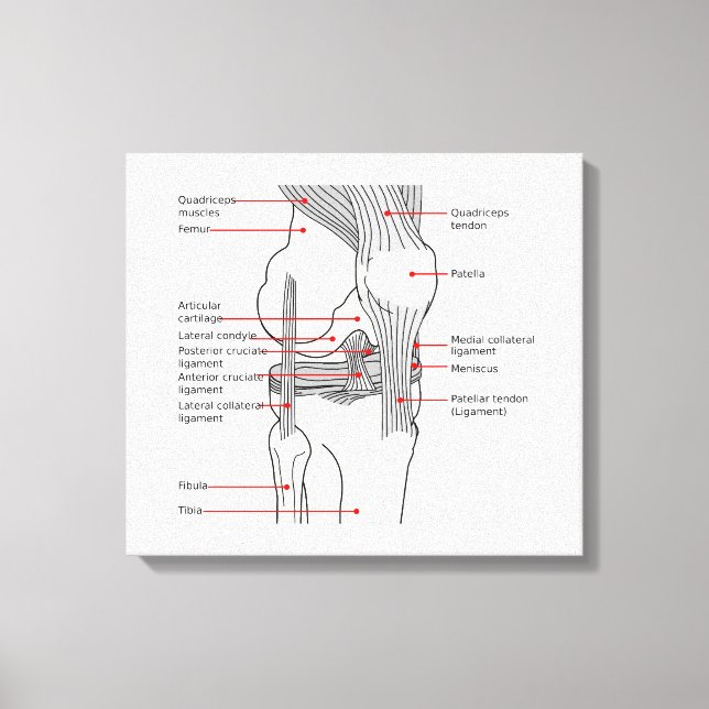 Anatomical Diagram human right knee joint Canvas Print (Front)