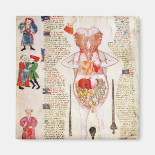 Anatomical diagram magnet