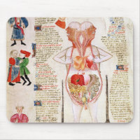 Anatomical diagram