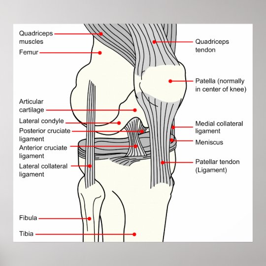 Anatomical Diagram of a Human Right Knee Joint Poster | Zazzle.co.nz