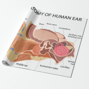 Anatomical diagram of heart  wrapping paper
