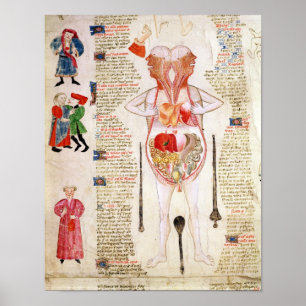 Anatomical diagram poster