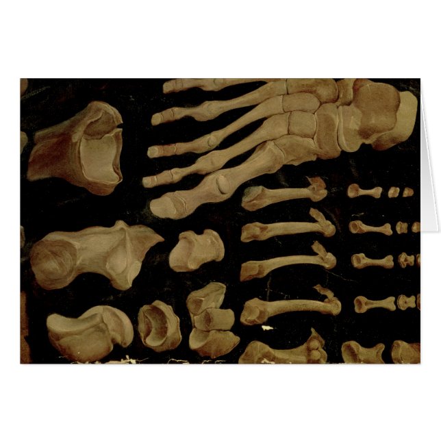 Anatomical drawing of the bones of the foot (Front Horizontal)