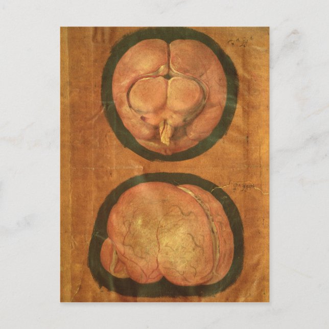 Anatomical drawing of the human brain postcard (Front)