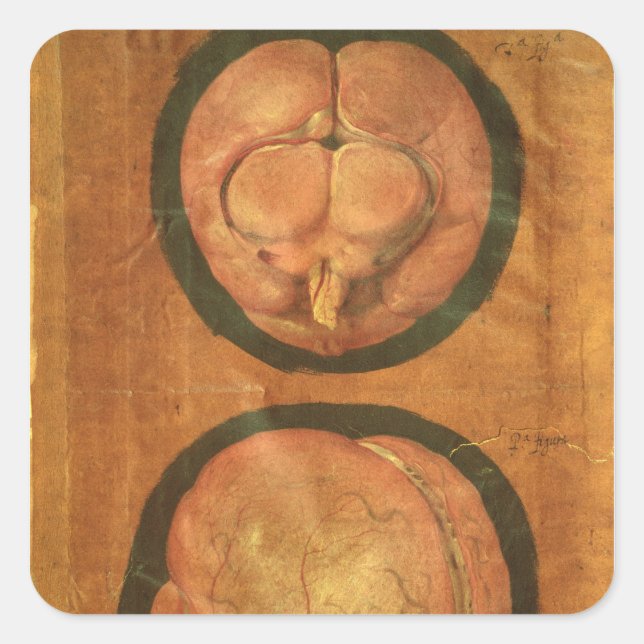 Anatomical drawing of the human brain square sticker (Front)