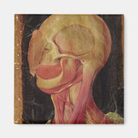 Anatomical drawing of the human head