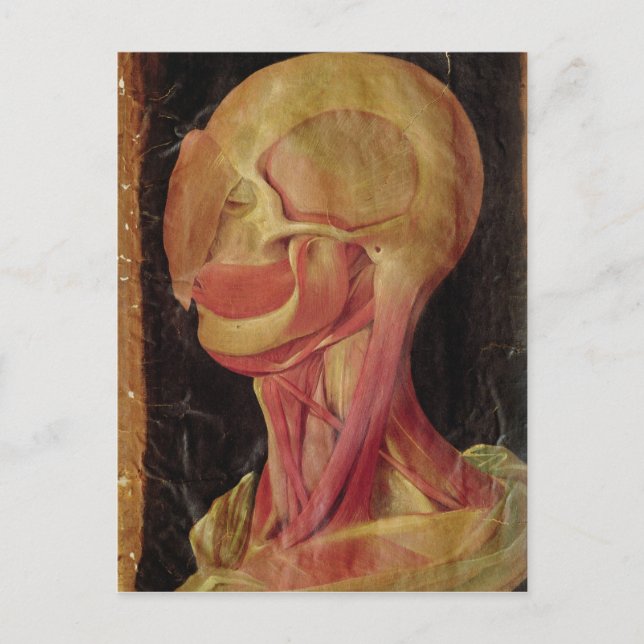 Anatomical drawing of the human head postcard (Front)