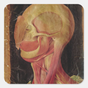 Anatomical drawing of the human head square sticker
