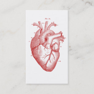 Anatomical Heart Medical Cardiology Business Card