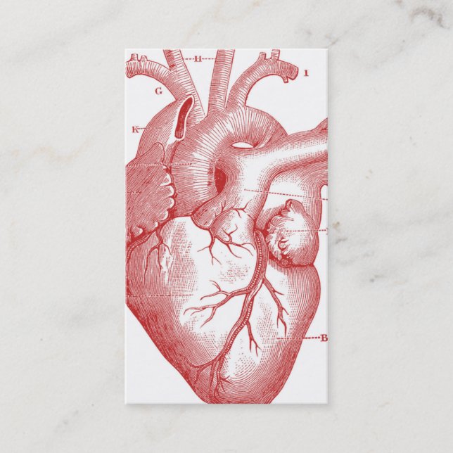 Anatomical Heart Profile or Business Card (Front)