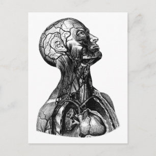 Anatomical Torso Drawing Postcard