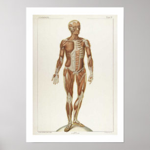 Anatomy Anterior Poster