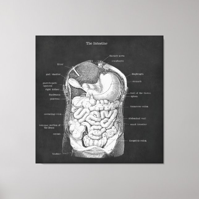 Anatomy Art Intestine Gastroenterologist Decor (Front)