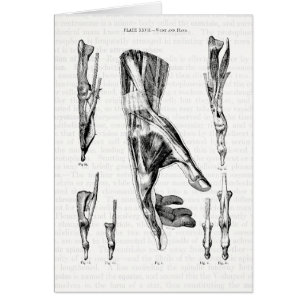 Anatomy Art The Muscles of the Hand and Wrist
