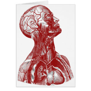 Anatomy Bust Red