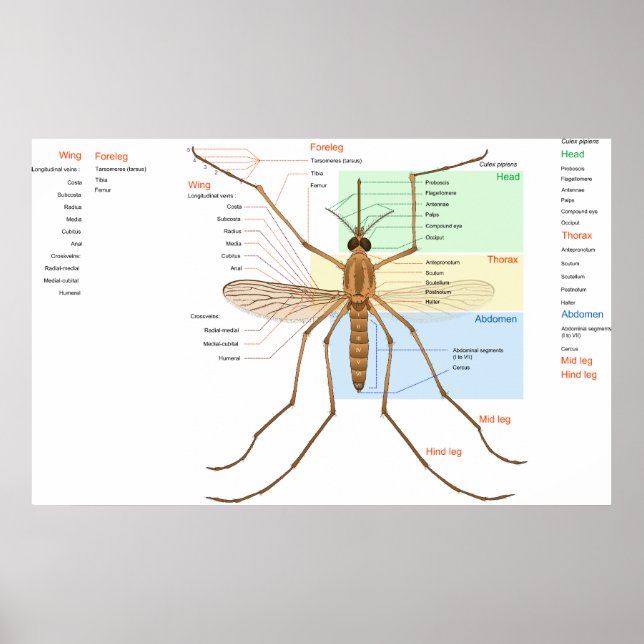 Anatomy Diagram of a Mosquito Culex Pipiens Poster (Front)