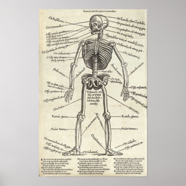 Anatomy Engraving Poster (Front)