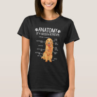 Anatomy Golden Retriever Dog