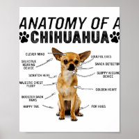anatomy of a chihuahua dog animals lover owner man