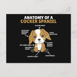 Anatomy Of A Cocker Spaniel Cute Dogs Puppy Postcard