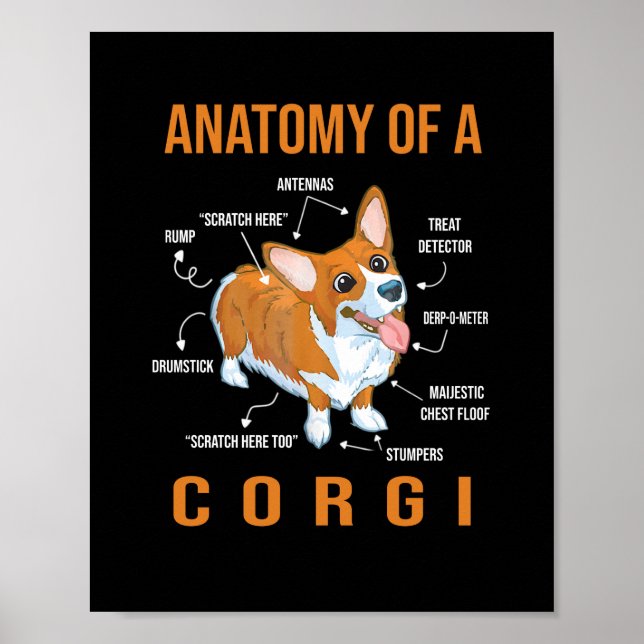 Anatomy of a Corgi Funny Dog Poster (Front)
