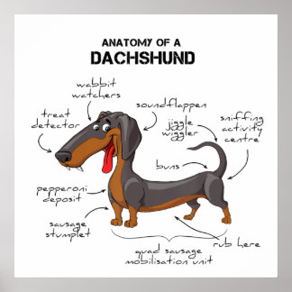 Anatomy Of A Dachshund - Funny Dog Poster