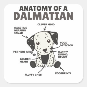 Anatomy Of A Dalmatian Sweet Dogs Funny Puppy Square Sticker