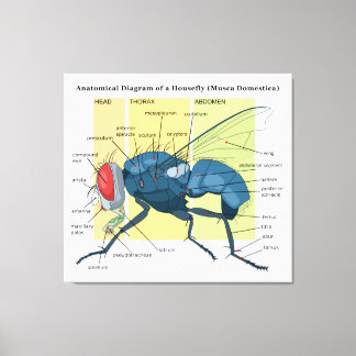 Anatomy of a Housefly Diagram Musca Domestica Canvas Print