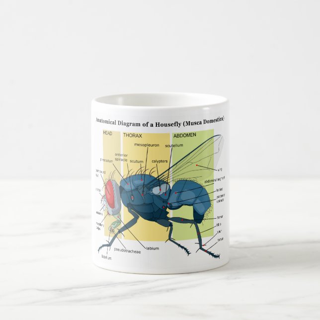 Anatomy of a Housefly Diagram Musca Domestica Coffee Mug (Center)